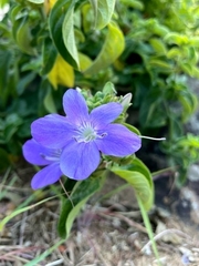 Barleria obtusa