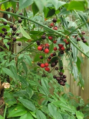 Nandina domestica