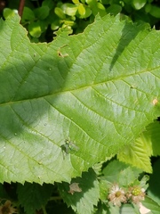 Condylostylus comatus