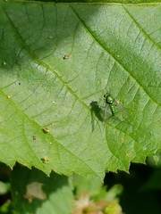 Condylostylus comatus