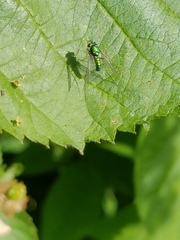 Condylostylus comatus
