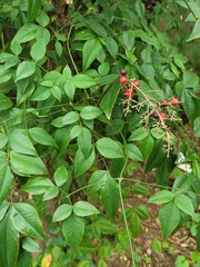 Nandina domestica