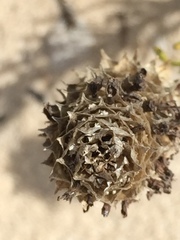 Microdon capitatus