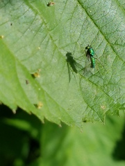 Condylostylus comatus