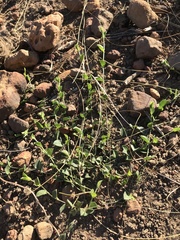 Cissampelos mucronata