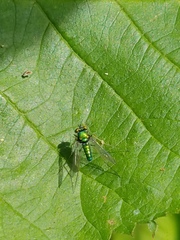 Condylostylus comatus