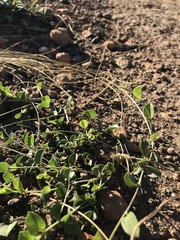 Cissampelos mucronata