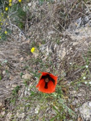 Papaver dubium stevenianum