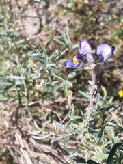 Lupinus altimontanus