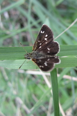 Piruna aea