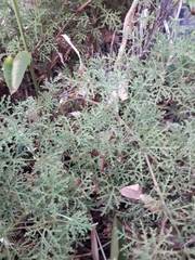 Pelargonium denticulatum