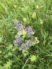 Ajuga reptans