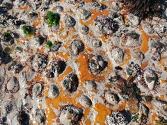 Scutellastra cochlear