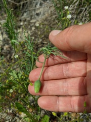 Papaver dubium stevenianum