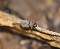 Otiorhynchus singularis