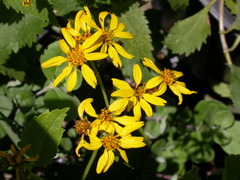 Lipochaeta connata acris