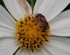 Halictus ligatus