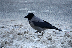 Corvus cornix