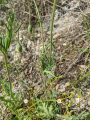 Papaver dubium stevenianum