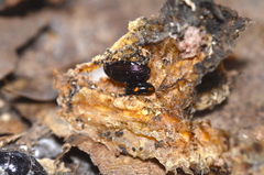 Dacne quadrimaculata