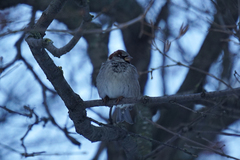 Passer domesticus