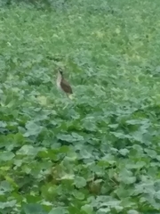 Jacana jacana
