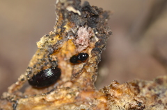 Dacne quadrimaculata