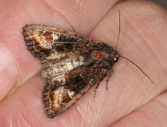 Neumichtis spumigera