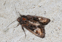 Neumichtis spumigera