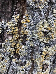 Xanthoria parietina