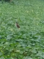 Jacana jacana