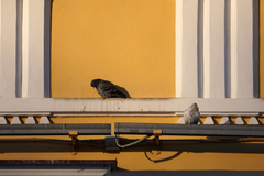 Columba livia domestica