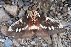 Citheronia splendens sinaloensis