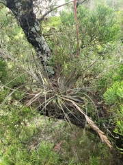 Tillandsia simulata