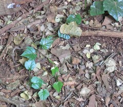 Rhoicissus rhomboidea