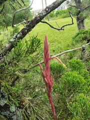 Tillandsia simulata