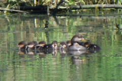 Lophodytes cucullatus