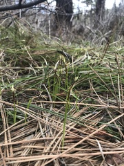 Carex geyeri