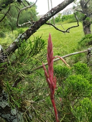 Tillandsia simulata