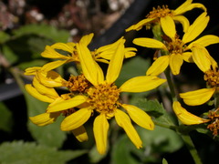 Lipochaeta connata acris