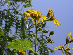 Lipochaeta connata acris