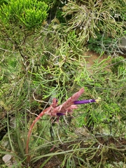 Tillandsia simulata