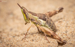 Stenothericles orangensis