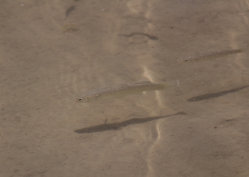 Giant killifish (Fundulus grandissimus) — Fundulidae — 4