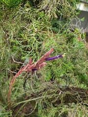 Tillandsia simulata
