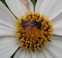 Halictus ligatus