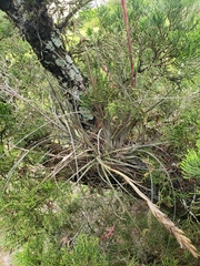 Tillandsia simulata