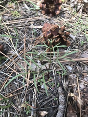 Lomatium geyeri