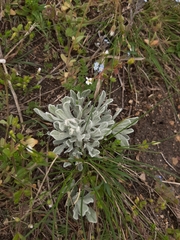 Galatella villosa