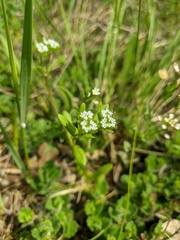Valerianella dentata